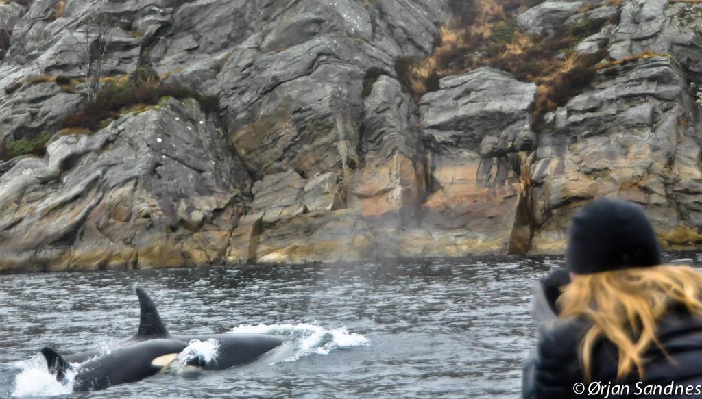 Gulen Dive ResortDalsøyra エクステリア 写真