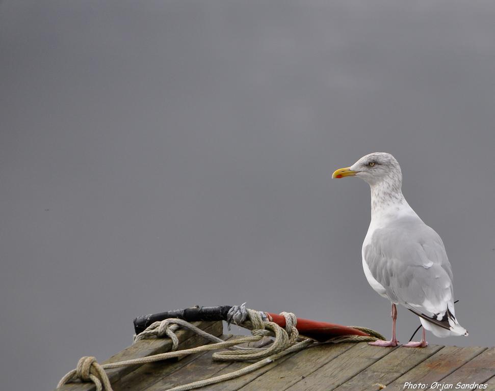 Gulen Dive ResortDalsøyra エクステリア 写真