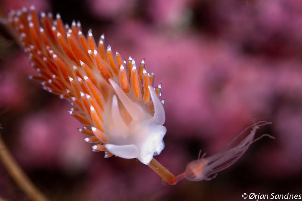 Gulen Dive ResortDalsøyra エクステリア 写真